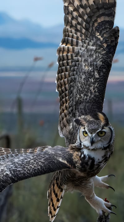 Great horned owl (© Mark Newman/Getty Images) mobile wallpaper