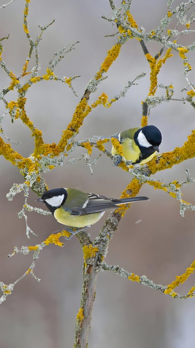 Great tits on a branch during winter in France (© Eric Ferry/Alamy) mobile wallpaper