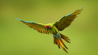 Celebrate saving species