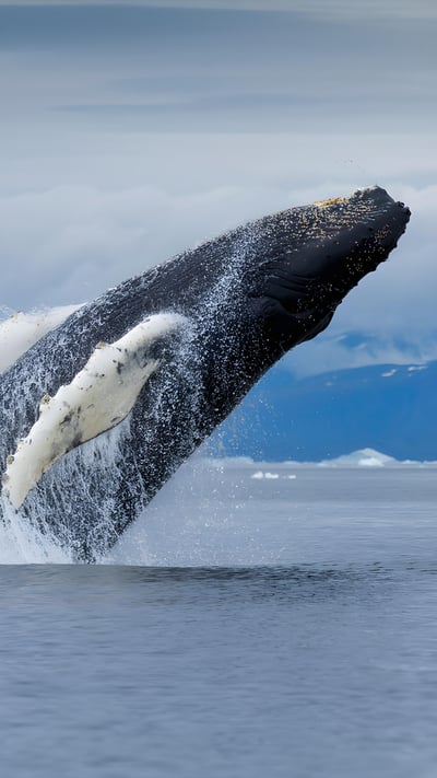 Humpback whale, Disko Bay, Greenland (© Paul Souders/DanitaDelimont.com) mobile wallpaper