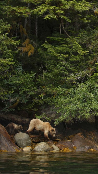 Adult female grizzly bear and cub in the Great Bear Rainforest, B.C. (© Jack Chapman/Minden Pictures) mobile wallpaper