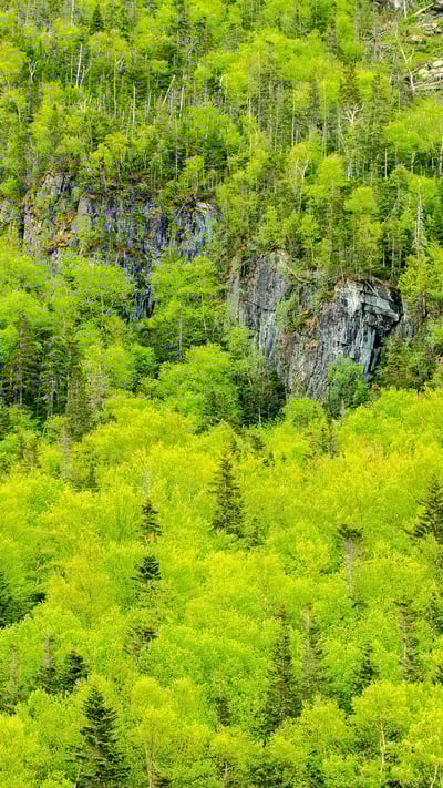 Spring forest, Gros Morne National Park, Newfoundland and Labrador (© Don Johnston EC/Alamy Stock Photo) mobile wallpaper