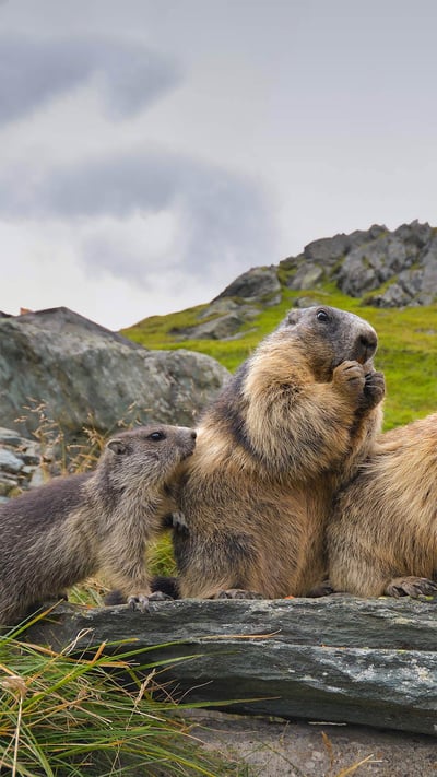 Alpine marmots in Hohe Tauern National Park, Austria (© Michaela Walch/Alamy) mobile wallpaper