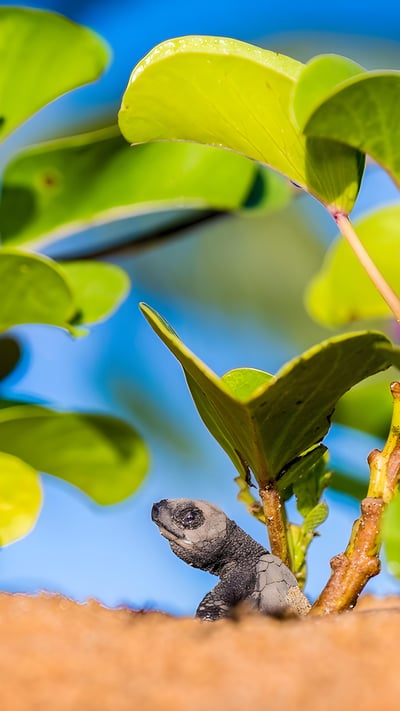 Bébé tortue olivâtre quittant le nid pour rejoindre l'océan, plage de Remire-Montjoly, Cayenne, Guyanne (© Brusini Aurélien/hemis.fr) mobile wallpaper