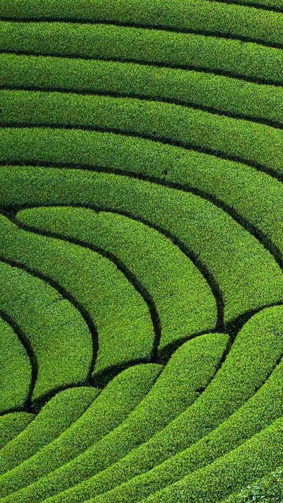 円形茶畑, 京都府 相楽郡 (© Tuul and Bruno Morandi/Alamy Stock Photo) mobile wallpaper