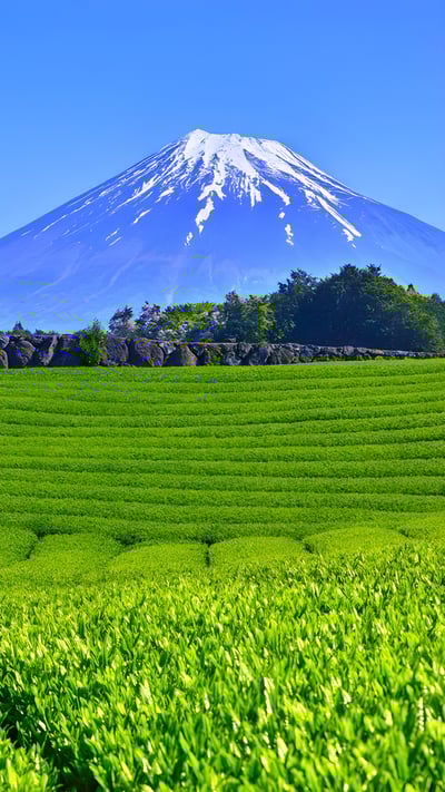 大淵笹場の茶畑, 静岡県 富士市 (© 7maru/Getty Images) mobile wallpaper