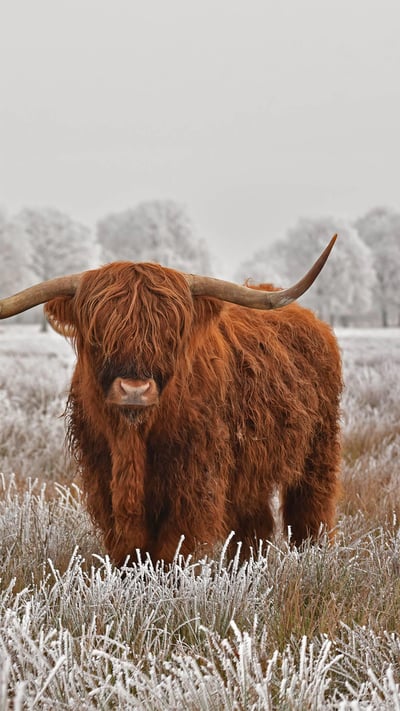 Highland cattle in Drenthe province in the Netherlands (© defotoberg/Shutterstock) mobile wallpaper