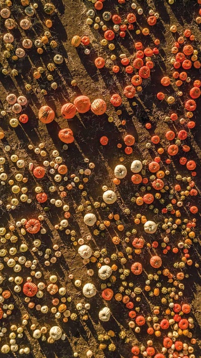 Aerial view of a pumpkin patch in Half Moon Bay, California (© Tinker Street/Michael O'Neal/Gallery Stock) mobile wallpaper