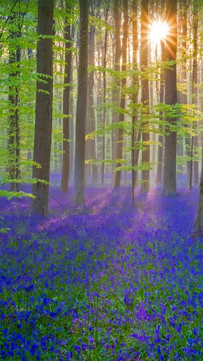 Bluebell flowers carpet the Hallerbos forest floor, Flanders, Belgium (© Jason Langley/plainpicture) mobile wallpaper