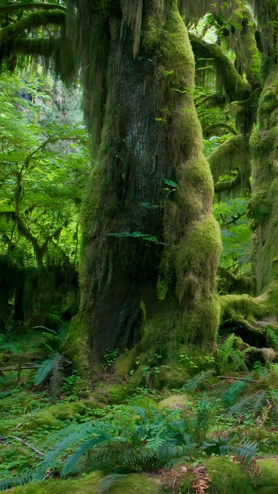 Hall of Mosses trail in the Hoh Rain Forest, Olympic National Park, Washington (© James Randklev/Getty Images) mobile wallpaper