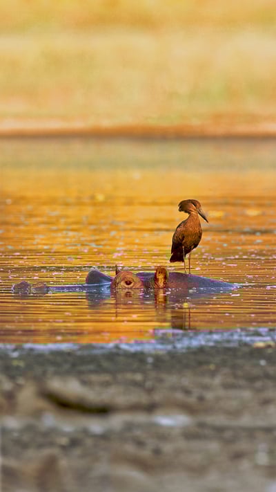 Hamerkop standing on a hippo, Mana Pools National Park, Zimbabwe (© David Fettes/Getty Images) mobile wallpaper