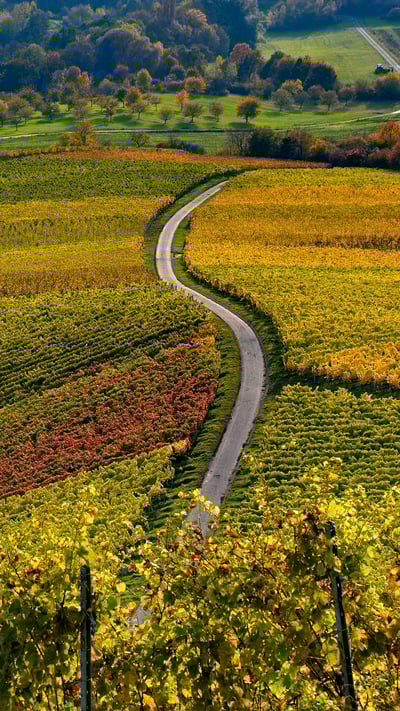 Weinberge auf dem Stollberg bei Handthal, Oberschwarzach, Unterfranken, Bayern (© Rüdiger Hess/geo-select FotoArt) mobile wallpaper