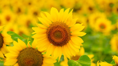 Hello yellow!