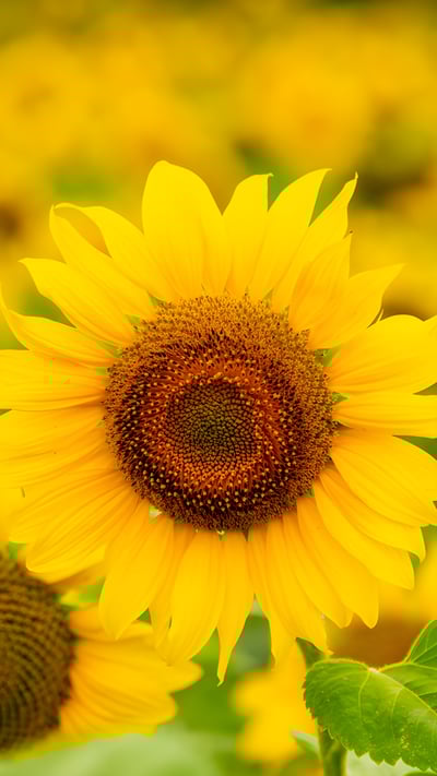 Sunflowers in a field in summer (© Arsgera/Shutterstock) mobile wallpaper