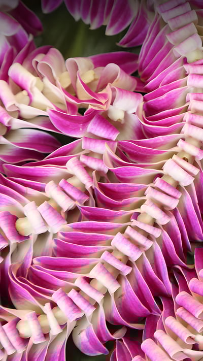 Hawaiian lei flower garlands (© Jotika Pun/Shutterstock) mobile wallpaper
