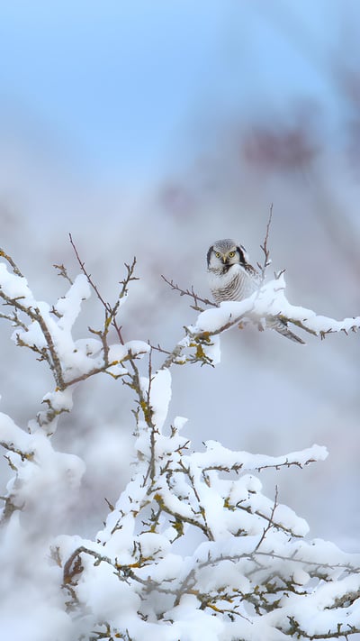 Northern hawk-owl (© Remo Savisaar/Alamy) mobile wallpaper