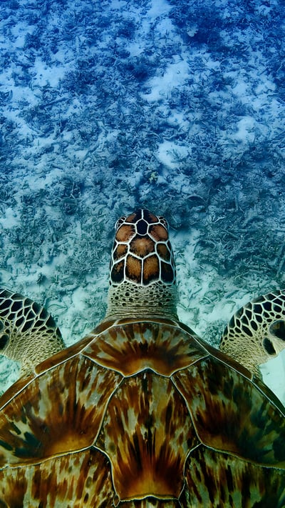 Hawksbill sea turtle swimming near Akajima, Okinawa, Japan (© Robert Mallon/Getty Images) mobile wallpaper
