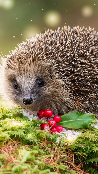 Hedgehog in snowy winter weather, sat on green moss (© Coatsey/Alamy Stock Photo) mobile wallpaper