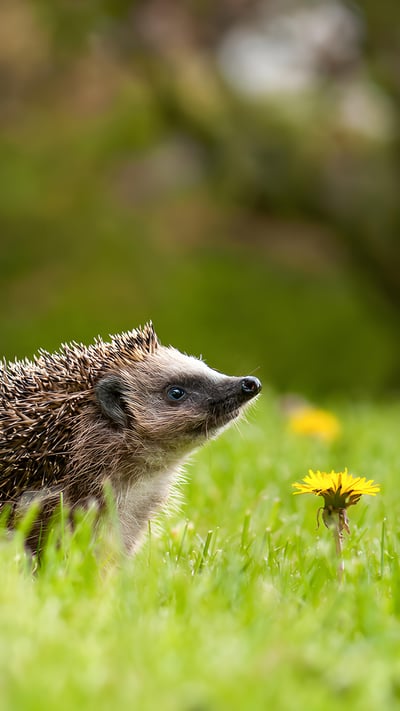 欧洲刺猬在长满蒲公英的花园里,巴特德里堡,德国 (© Oksana Schmidt/Getty Images) mobile wallpaper