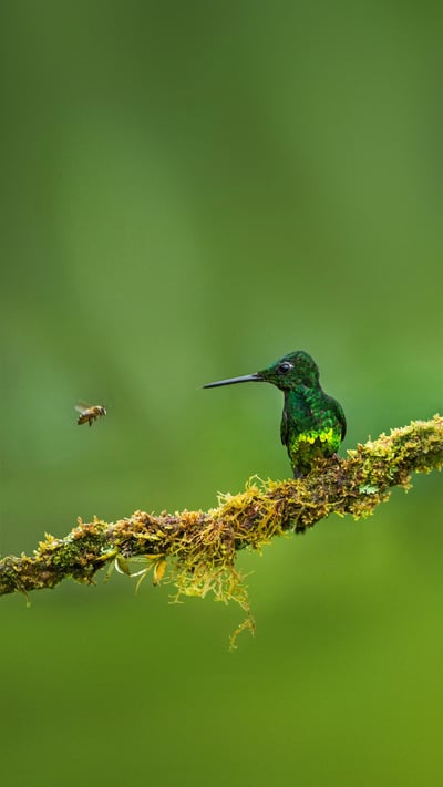 Colibri Brillant impératrice contre abeille, Colombie (© Jiri Hrebicek/Alamy) mobile wallpaper