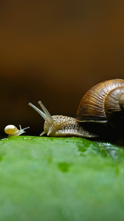 Burgundy snails, also called edible snails (© Heidi and Hans-Juergen Koch/Minden Pictures) mobile wallpaper