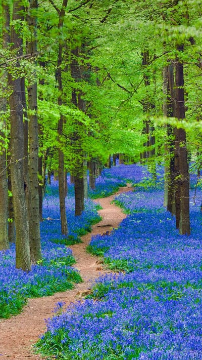 A path winding through a forest carpeted with bluebells in Hertfordshire, England (© JayKay57/Getty Images) mobile wallpaper