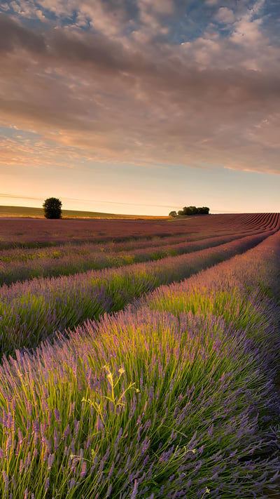 Lavender field, Hertfordshire, England (© George W Johnson/Getty Images) mobile wallpaper