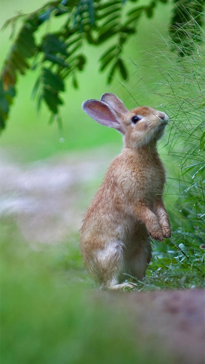 A rabbit in the grass (© wisan224/Getty Images Plus) mobile wallpaper