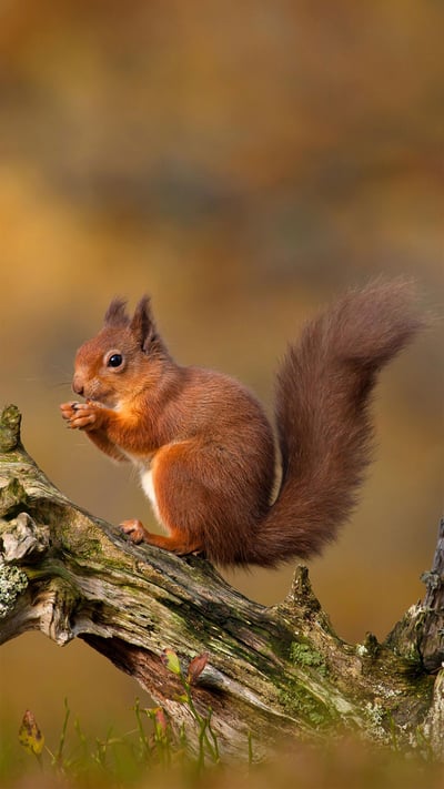 Eurasian red squirrel in the Cairngorms, Highlands of Scotland (© Images from BarbAnna/Getty Images) mobile wallpaper