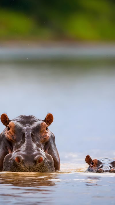 Hippopotamus mother and calf, South Luangwa National Park, Zambia (© Nature Picture Library/Alamy) mobile wallpaper