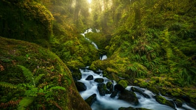 Moss and mist
