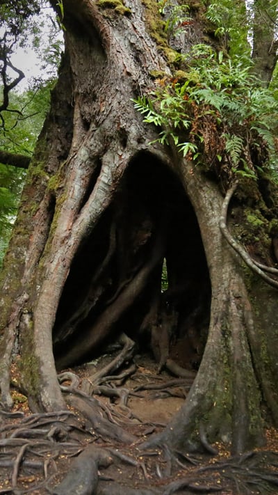 Hollow Tree on Maits Rest Rainforest Walk, Great Otway National Park, Victoria (© Jamie Lamb - elusive-images.co.uk/Getty Images) mobile wallpaper