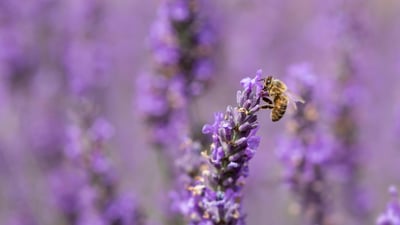 Small wings, big job