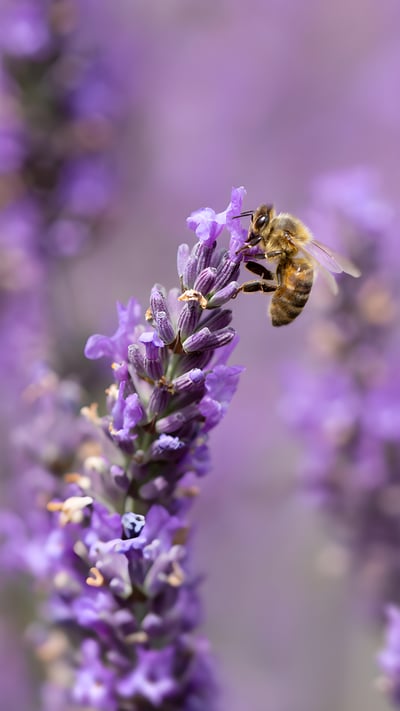 Honey bee on lavender flowers (© Anthony Brown/Alamy) mobile wallpaper