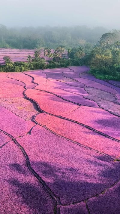 日出时分薄雾笼罩下的薰衣草田,印度 (© Amith Nag Photography/Getty Images) mobile wallpaper