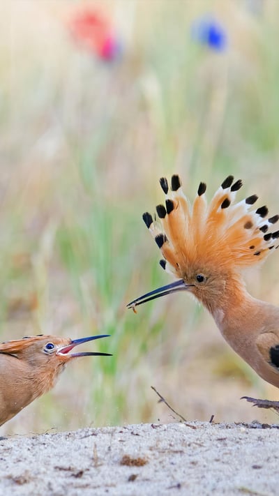 Wiedehopf füttert seine Jungen nach der Exkursion, Biosphärenreservat Mittelelbe, Sachsen-Anhalt (© imageBROKER/Martin Demmel/GettyImages) mobile wallpaper