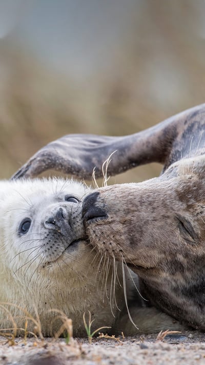 Maman phoque gris et son petit sur une plage d’Heligoland, Schleswig-Holstein, Allemagne (© imageBROKER/Alamy Stock Photo) mobile wallpaper