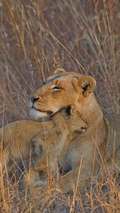 A lion cub and mother in Sabi Sabi Game Reserve, South Africa (© Andrew Coleman/Getty Images) mobile wallpaper