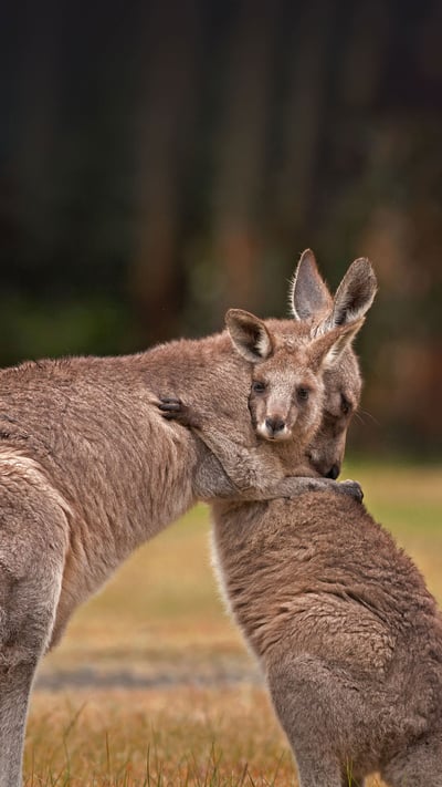 Kangaroo mother and baby (© Belle Ciezak/Shutterstock) mobile wallpaper