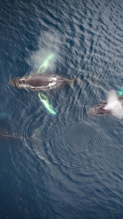 Family of humpback whales, Dutch Harbor, Alaska (© Jude Newkirk/Amazing Aerial Agency) mobile wallpaper