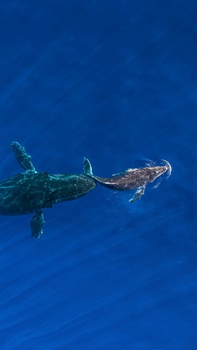 Humpback whale mother pushes her sleeping calf to the surface, Maui, Hawaii (© Ralph Pace/Minden Pictures) mobile wallpaper