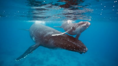 Protecting the giants of the sea