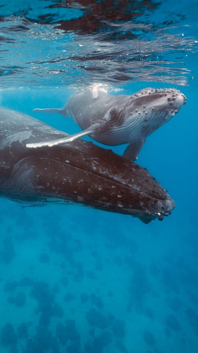 Humpback whale mother and calf, Tonga (© Chase Dekker/Minden Pictures) mobile wallpaper