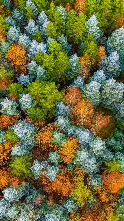 Hunsrück Hochwald, Herbstwald bei Deuselbach, Naherholungsgebiet Erbeskopf, Rheinland-Pfalz (© Hans-Peter Merten/Huber/eStock Photo) mobile wallpaper