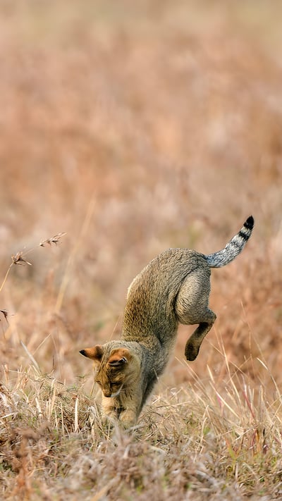 Jungle cat hunting (© Lila/Alamy) mobile wallpaper