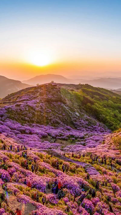 Royal azaleas in bloom on Hwangmaesan Mountain, South Korea (© Stock for you/Shutterstock) mobile wallpaper