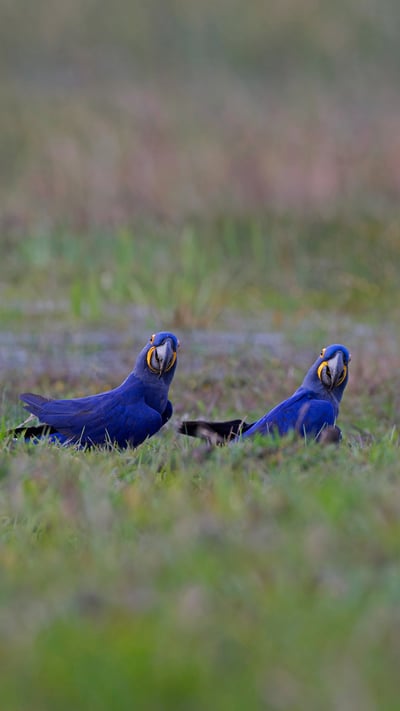 Hyacinth macaws in the Pantanal region of Brazil (© David Pattyn/Minden Pictures) mobile wallpaper