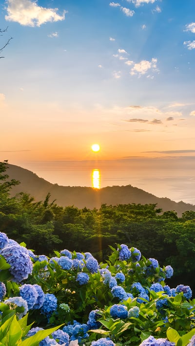 あじさいの丘, 静岡県 賀茂郡 (© Tommy Tsutsui/Getty Images) mobile wallpaper