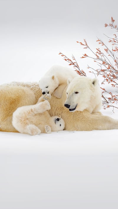 Polar bear mother with cubs in Wapusk National Park, Manitoba, Canada (© Andre Gilden/Minden Pictures) mobile wallpaper