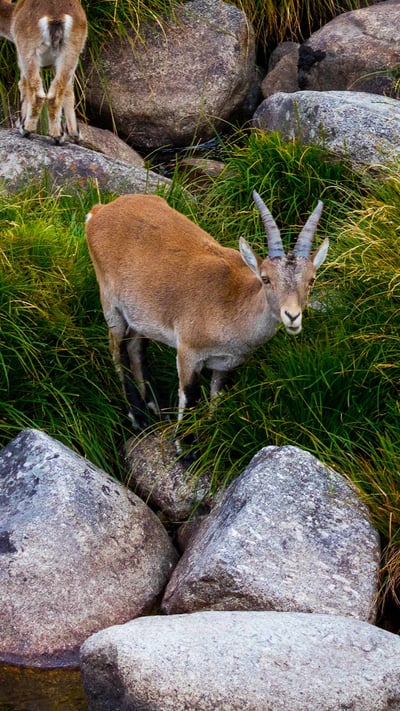 Iberian ibex herd, Sierra de Gredos, Ávila, Castile and León, Spain (© Juan Carlos Munoz/Minden Pictures) mobile wallpaper